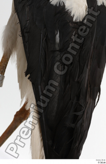 Black stork back 0004.jpg